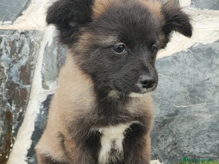 Raza Mixta perros BORDERPOM - Anuncio 1