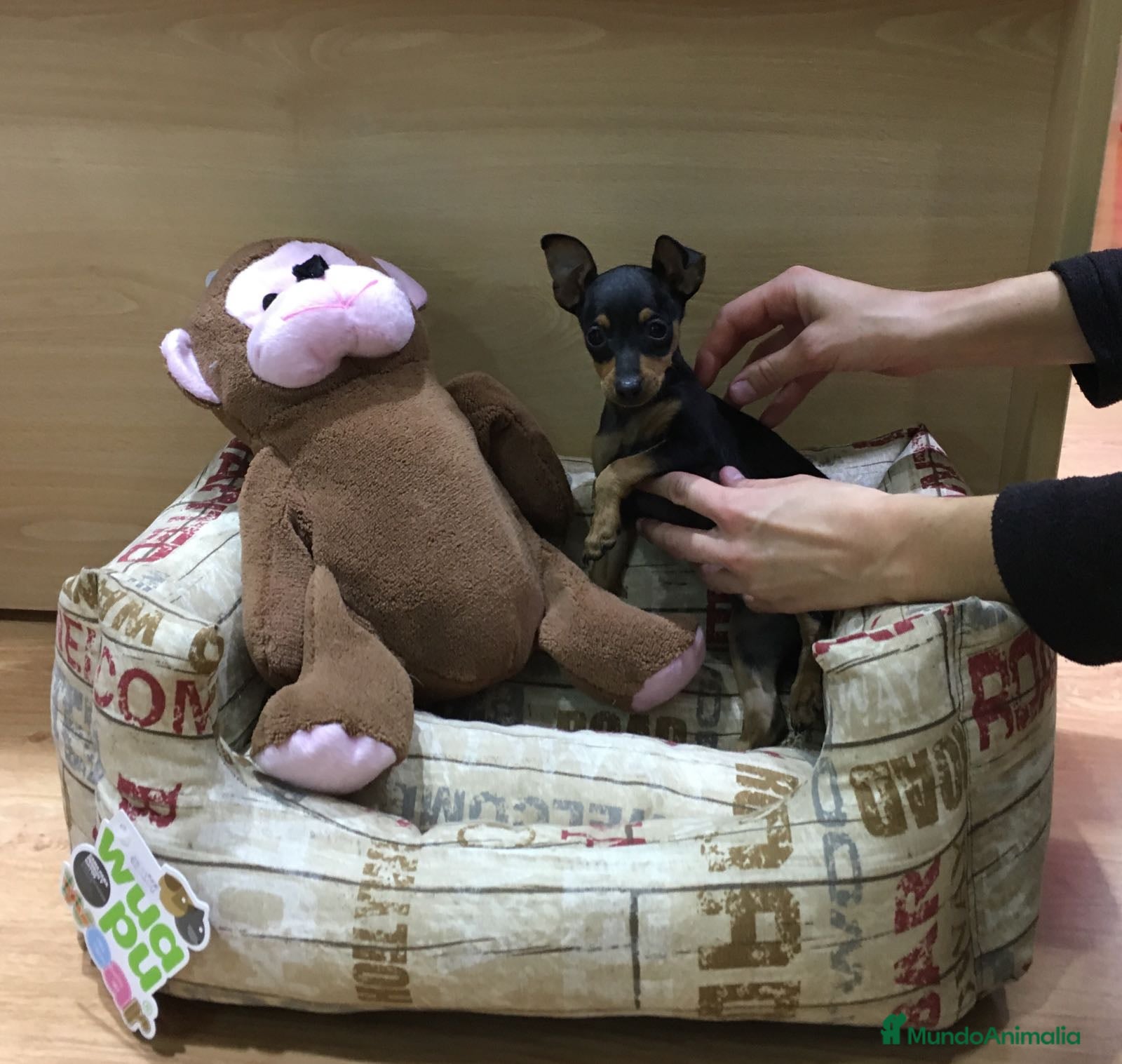 Ratón de Praga perros Ratón de Praga supermini en Barcelona - Anuncio 6