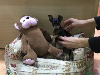 Ratón de Praga perros Ratón de Praga supermini en Barcelona - Anuncio 6