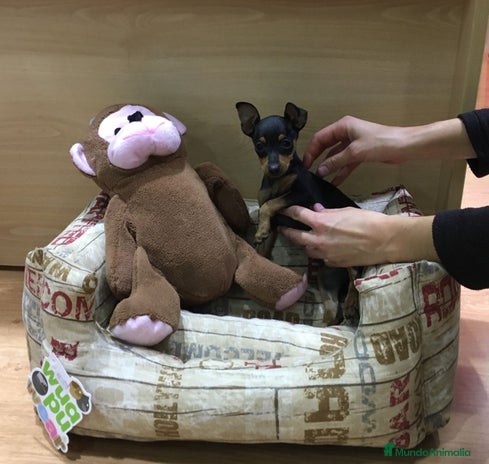 Ratón de Praga perros en Barcelona - Anuncio 9