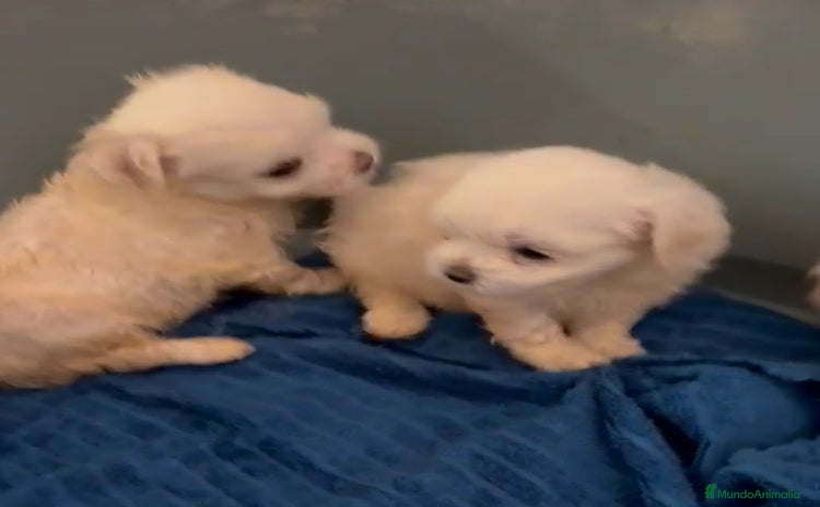 Bichón Maltés perros - Anuncio 2