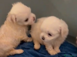 Bichón Maltés perros - Anuncio 24