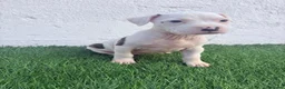 American Staffordshire-Terrier perros en venta: American Staffordshire terrier - Anuncio 10