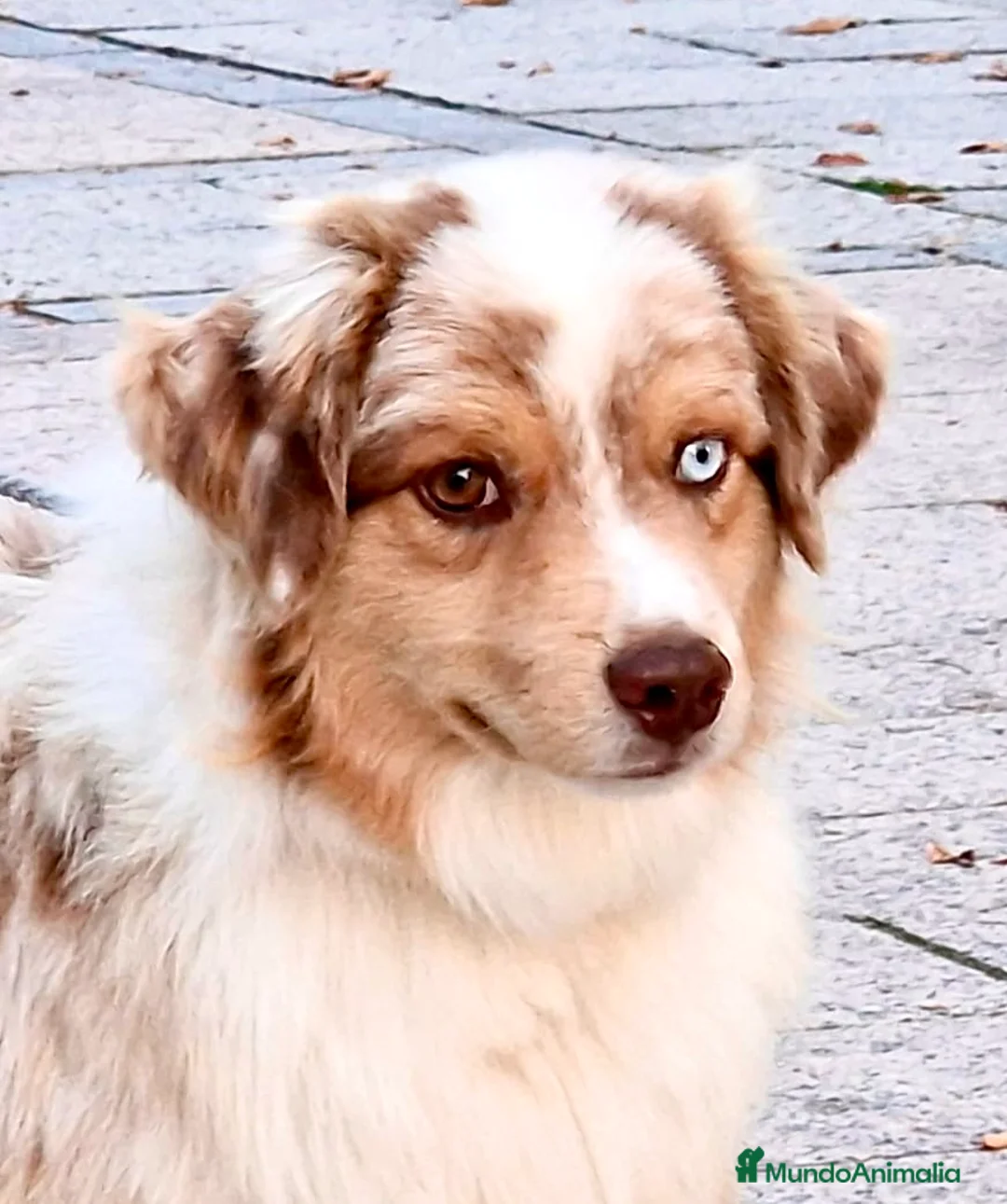 Imagen de galería {{count}}