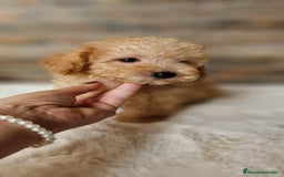 Caniche Toy perros en venta: MACHO CANICHE TOY - Imagen 6