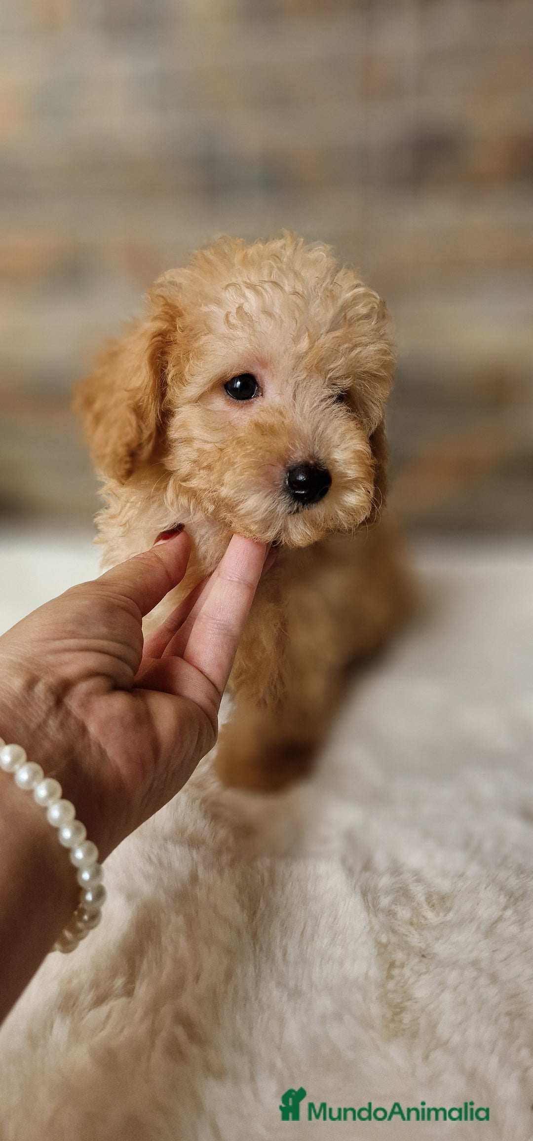 Caniche Toy perros en venta: MACHO CANICHE TOY - Imagen 6