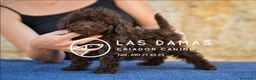 Caniche Enano perros en venta: Cachorros de Caniche - Anuncio 1