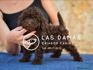 Caniche Enano perros Cachorros de Caniche - Anuncio 1