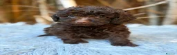 Caniche Toy perros en venta: Caniche chocolate - Anuncio 1