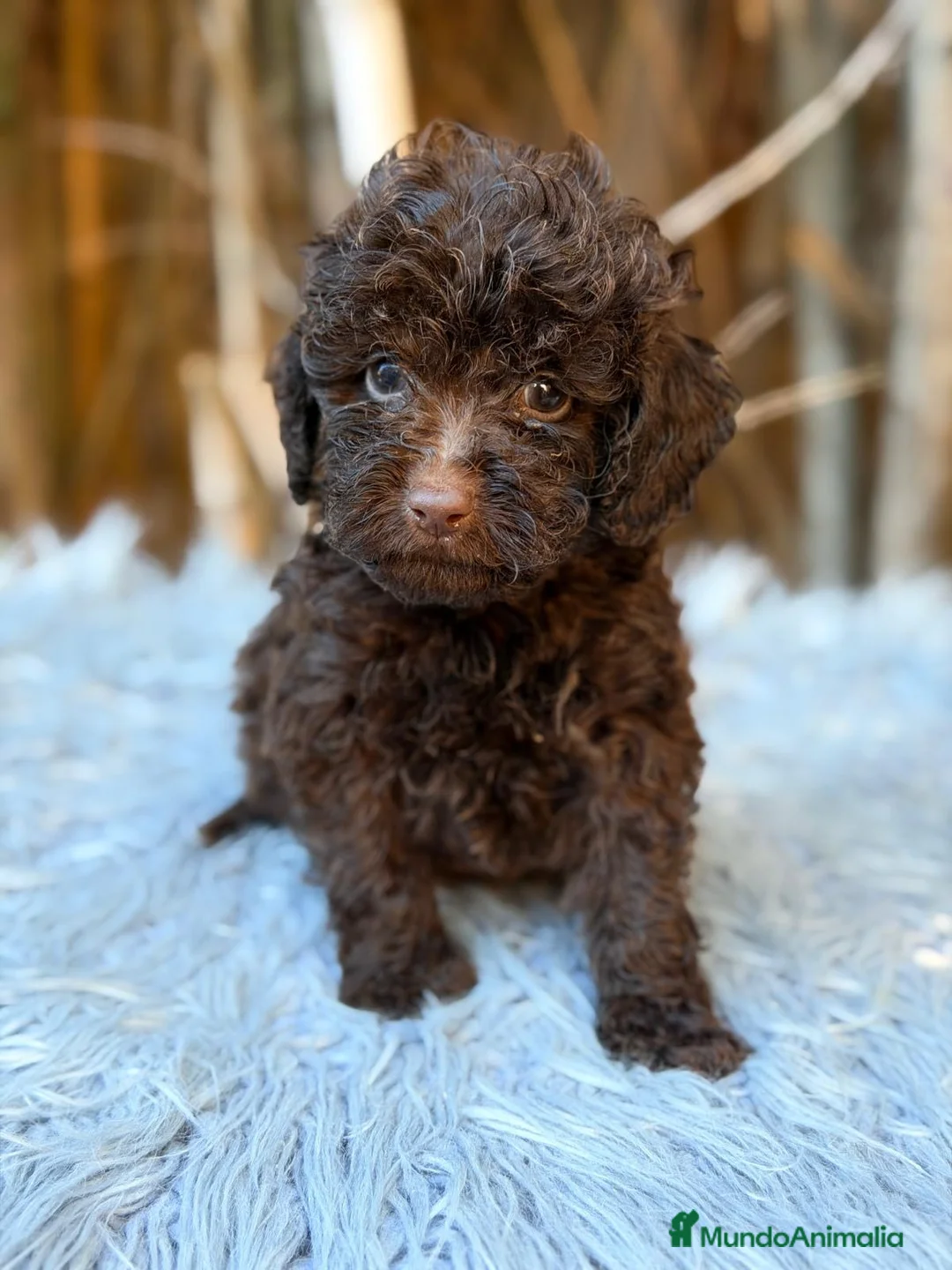 Caniche Toy perros en venta: Caniche chocolate - Anuncio 1