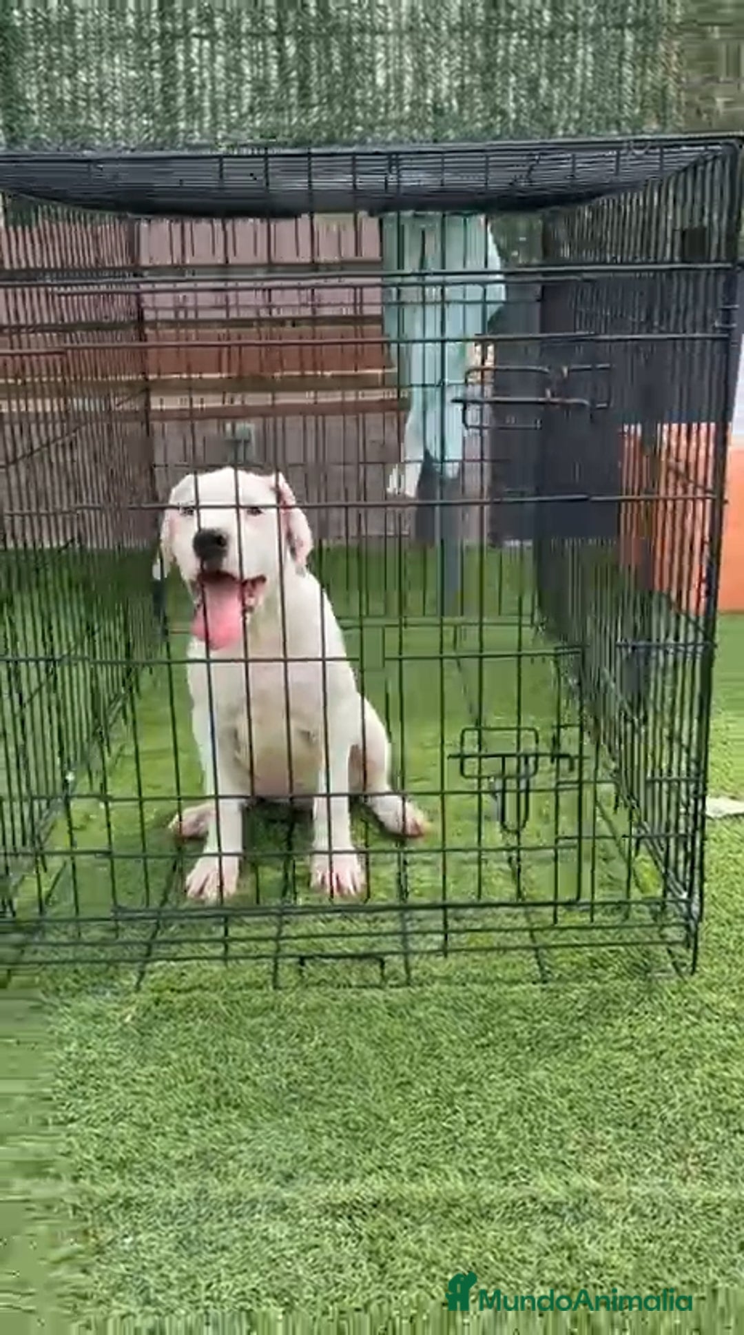 Dogo Argentino perros en venta: Dogo Argentino  - Imagen 1