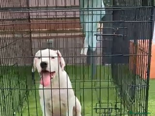 Dogo Argentino perros - Anuncio 12