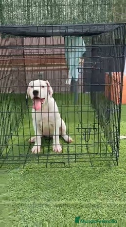 Dogo Argentino perros - Anuncio 1