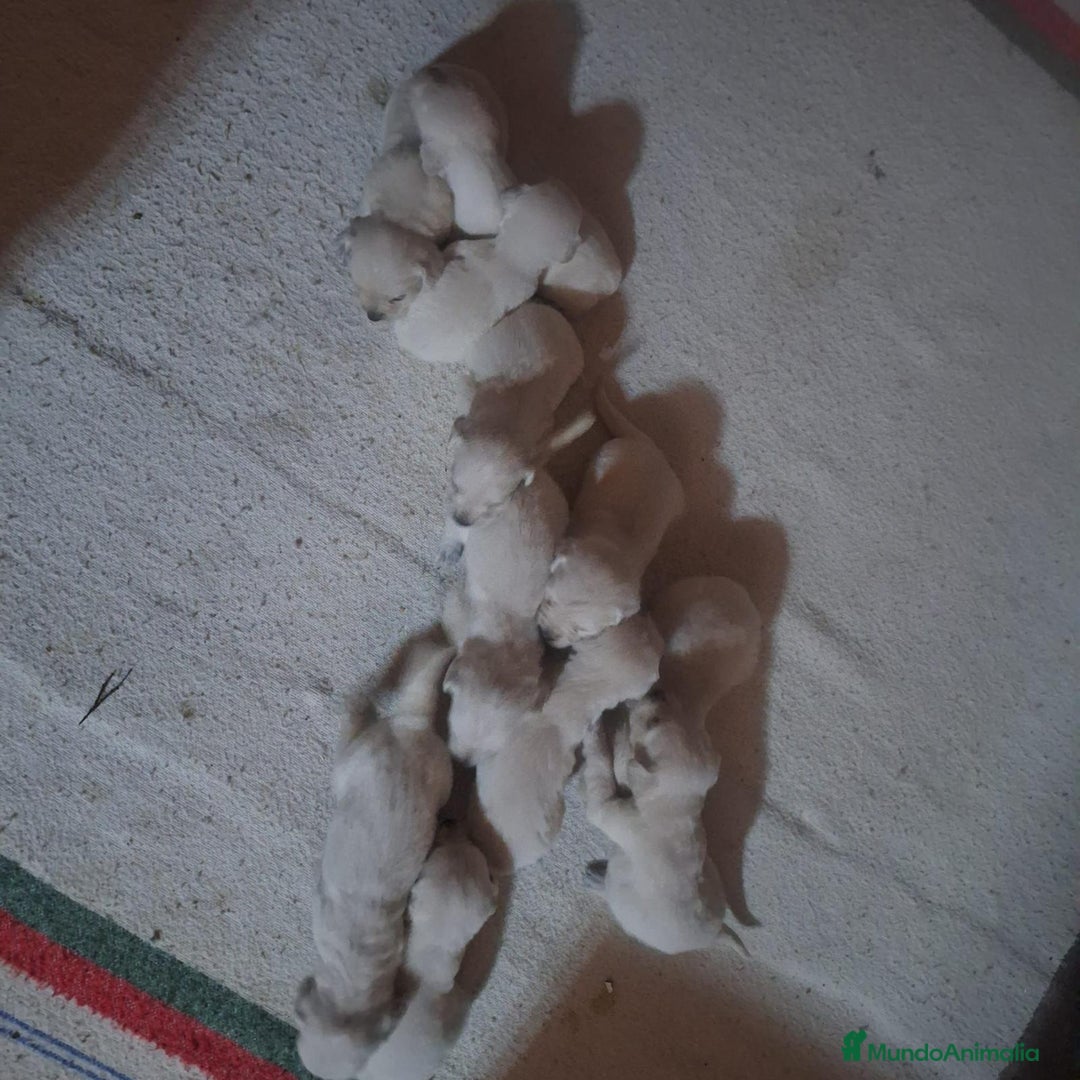 Golden Retriever perros en venta: NUEVAS CAMADAS GOLDEN RETRIEVER  - Imagen 11