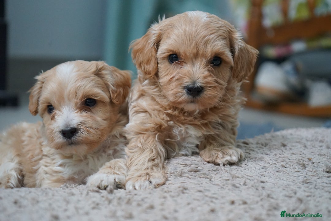 Maltipoo perros en venta: 🐾 Kepy & Harry – Maltipoo crema suave 🌾✨ - Anuncio 3