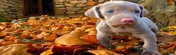Weimaraner perros en venta: Bracos de Weimar magníficos - Anuncio 4