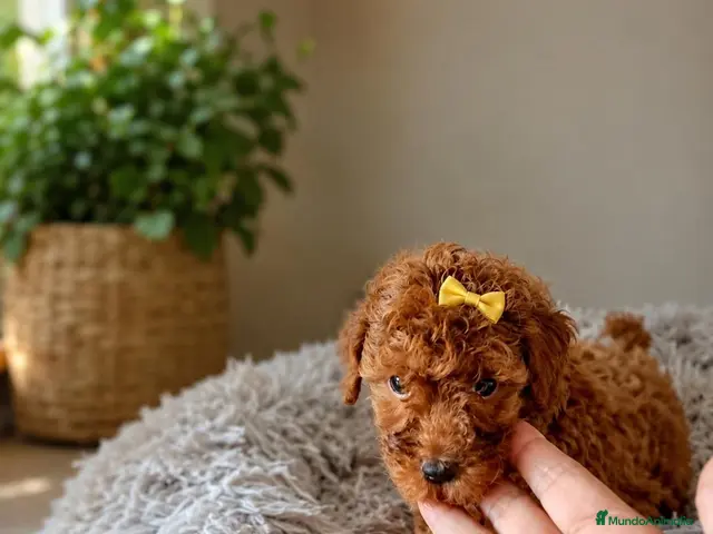 Caniche Toy perros Caniche toy - Anuncio 16