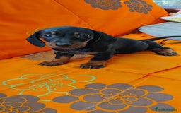 Teckel perros en venta: Cachorros teckel miniatura  - Imagen 2