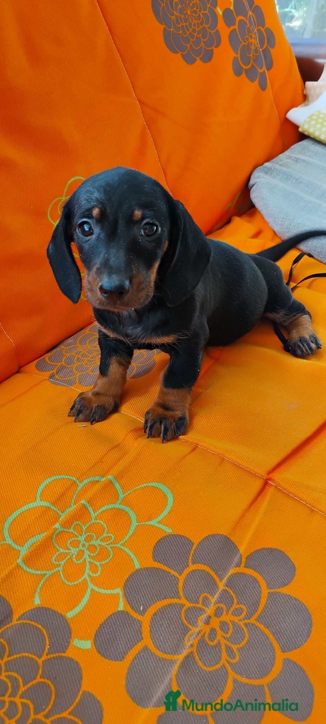 Teckel perros en venta: Cachorros teckel miniatura  - Imagen 2