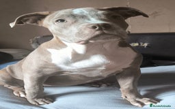 American Bully perros en venta:  Última American bully xl  - Imagen 1