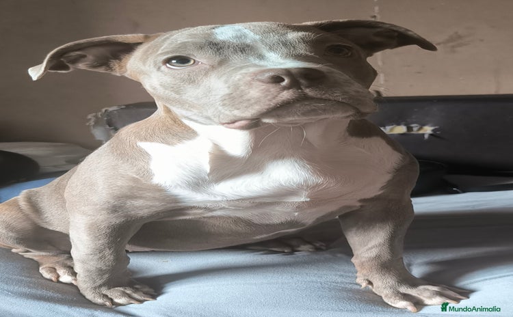 American Bully perros - Anuncio 1