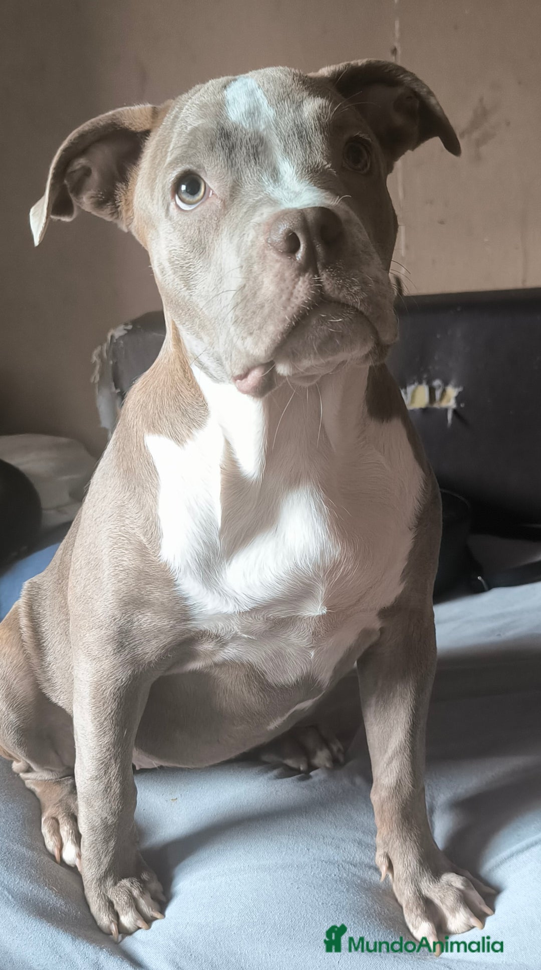 American Bully perros en venta:  Última American bully xl  - Imagen 1
