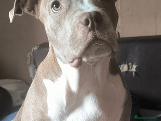 American Bully perros - Anuncio 1
