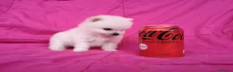 Pomerania perros en venta: IMPRESIONANTES POMERANIA MACHOS Y HEMBRAS  - Anuncio 23