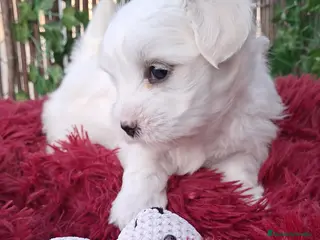 Bichón Maltés perros Bebés Bichon Maltés - Anuncio 1