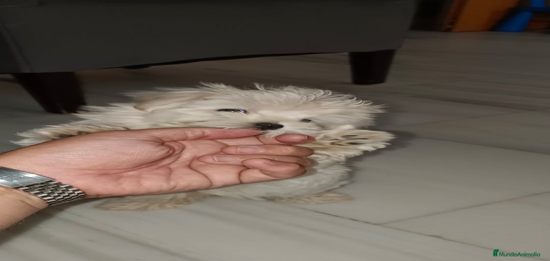 Imagen de galería {{count}}