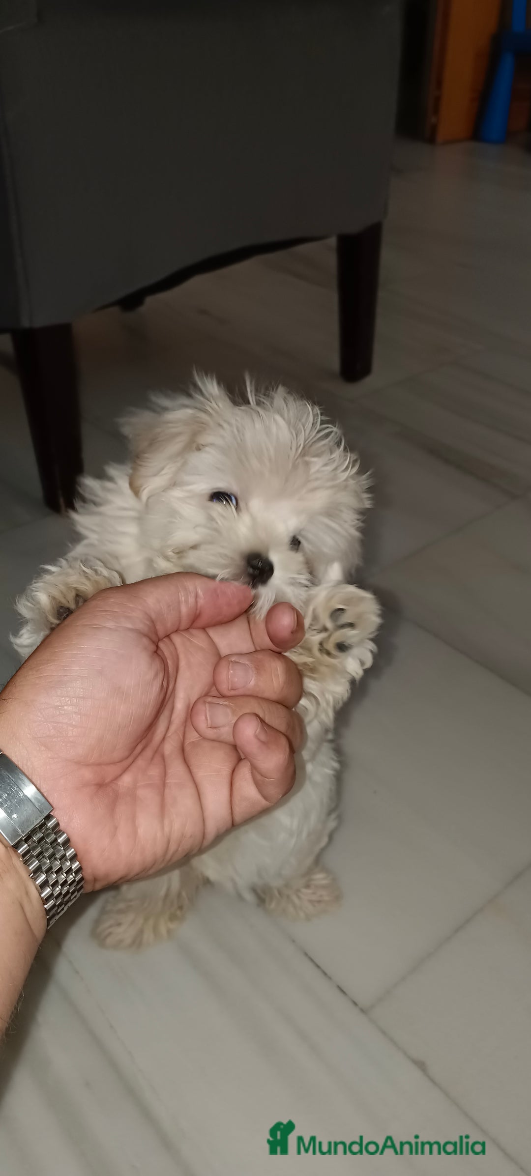 Imagen de galería {{count}}