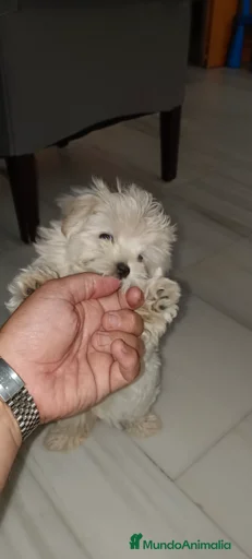 Imagen de galería {{count}}