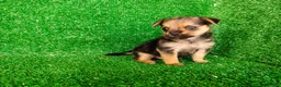 Yorkshire Terrier perros en venta: yorkshire terrier - Anuncio 9