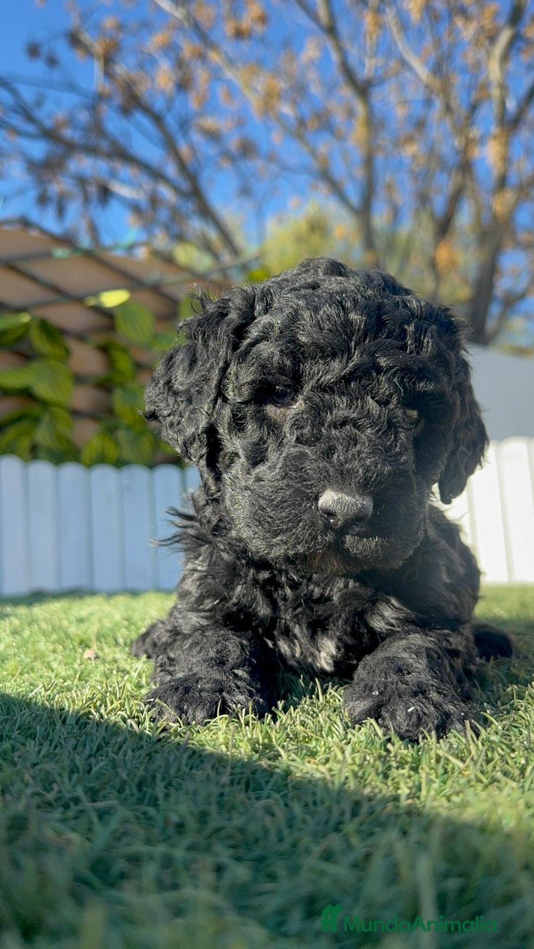 Perro de Agua Español perros en venta: PERRO DE AGUA HEMBRA - Anuncio 6