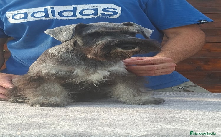 Schnauzer Miniatura perros - Propaganda 2