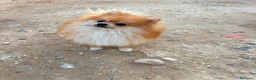 Pomerania perros en venta: Pomerania toy  - Anuncio 2