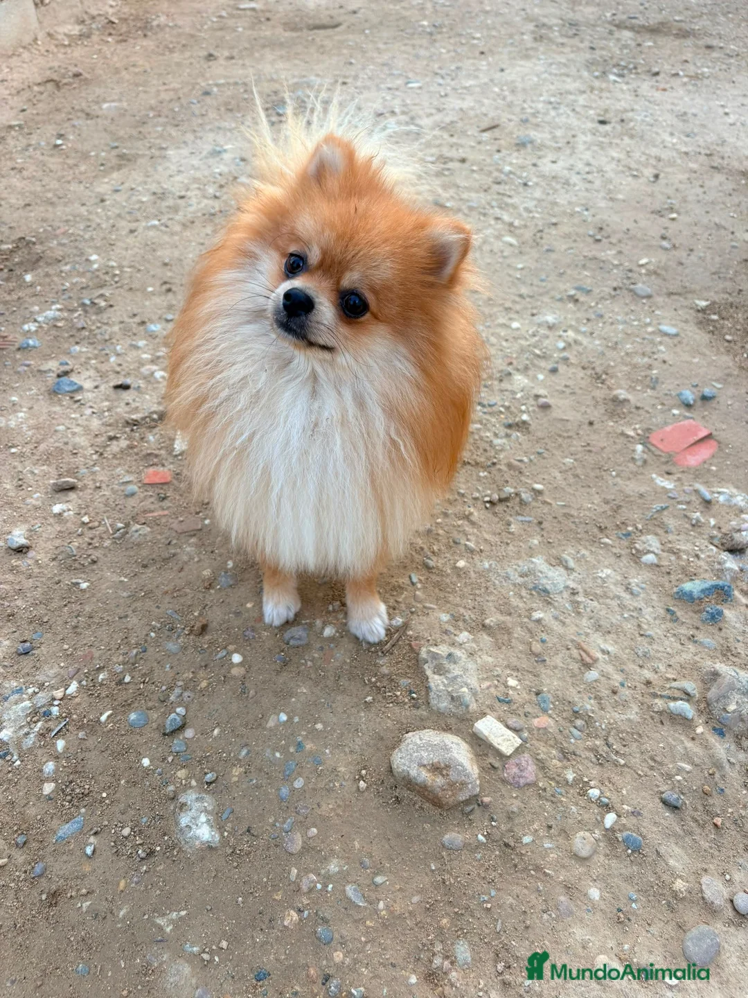 Pomerania perros en venta: Pomerania toy  - Anuncio 2