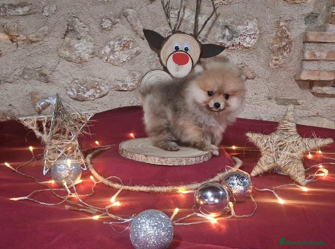 Pomerania perros en venta: Pomerania 50% linea Rusa - Anuncio 2
