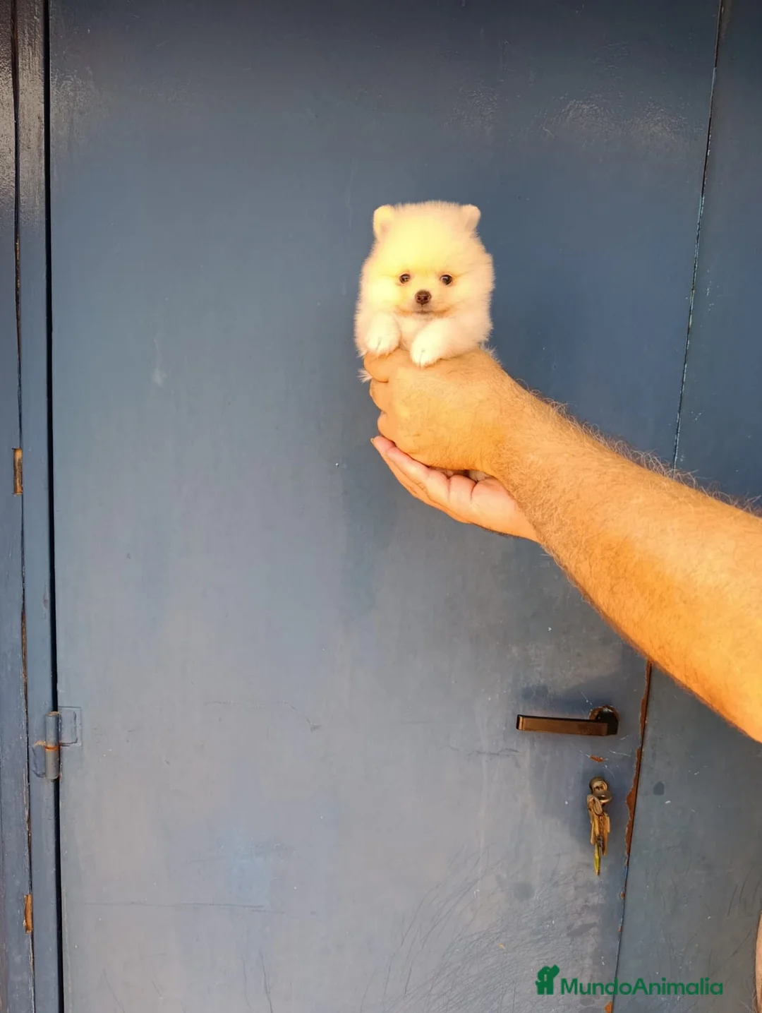 Pomerania perros en venta: Macho  pomerania ositos toy ‼️ - Anuncio 1