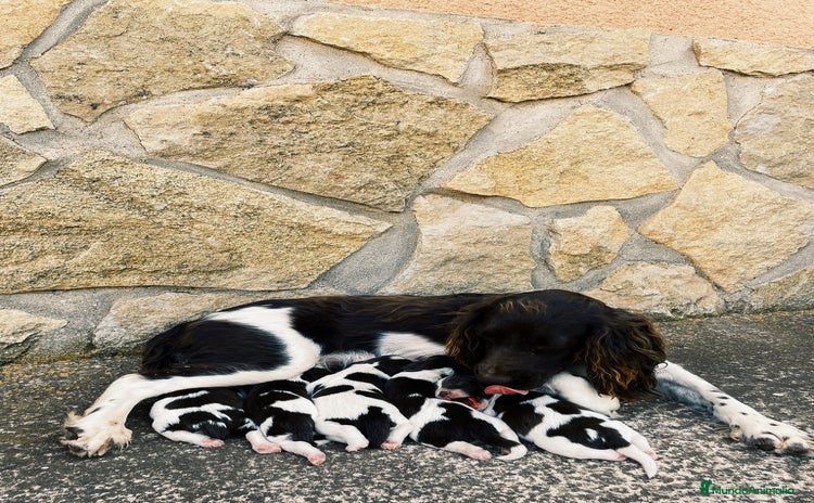 English Springer Spaniel perros - Anuncio 1