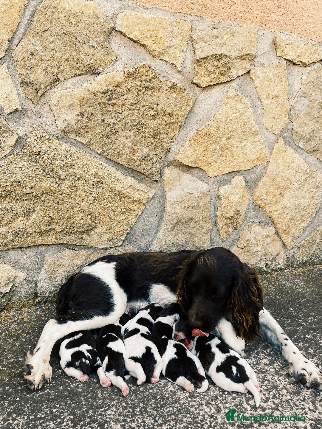 English Springer Spaniel perros en venta: Springer Spaniel inglés  - Imagen 1