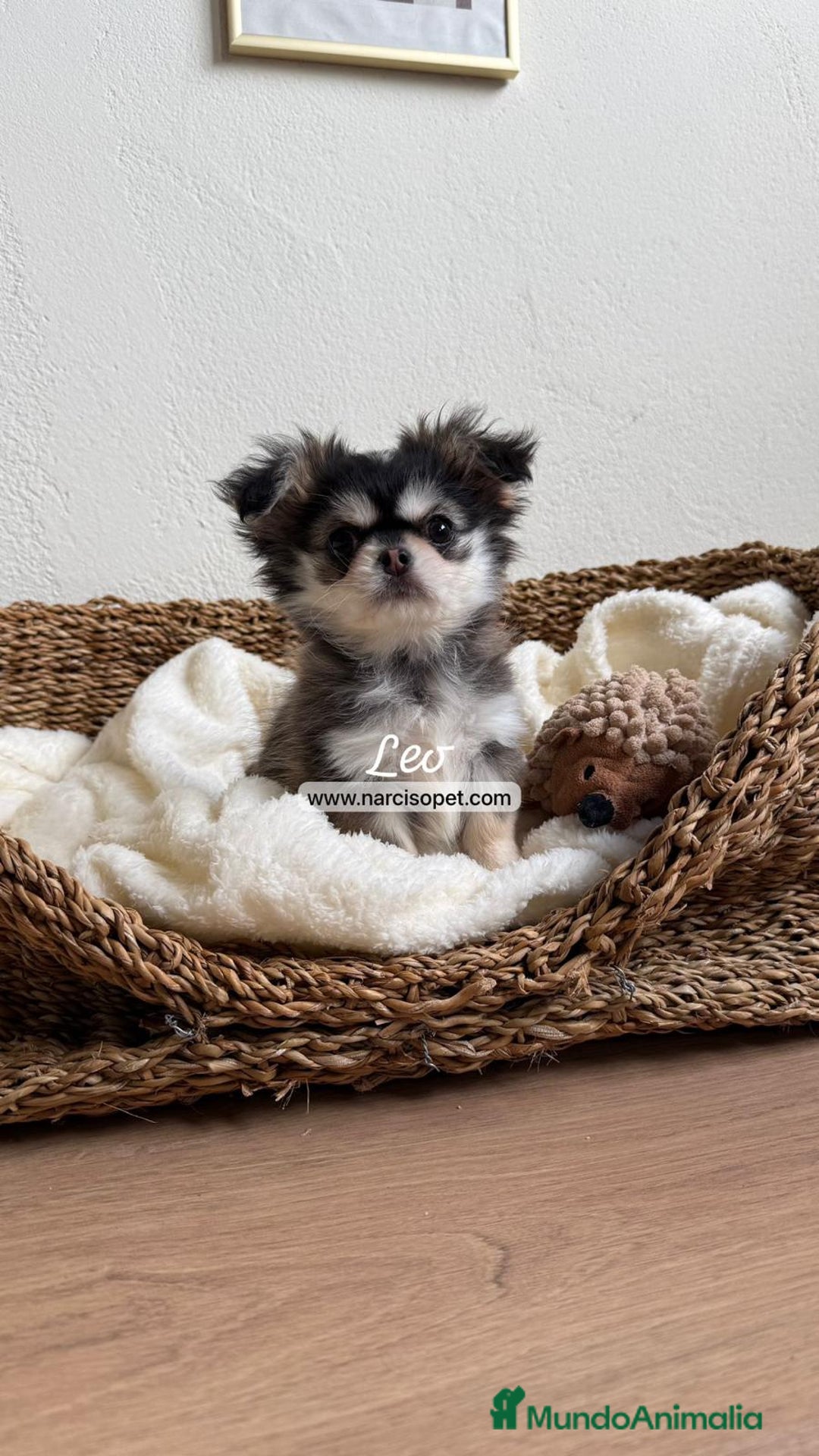 Chihuahua perros en venta: TU CHIHUAHUA PELO LARGO - Anuncio 4