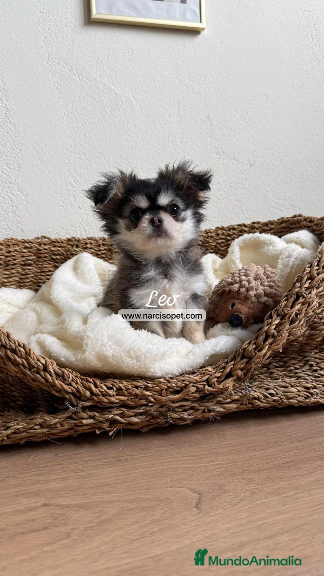 Chihuahua perros en venta: TU CHIHUAHUA PELO LARGO - Anuncio 4
