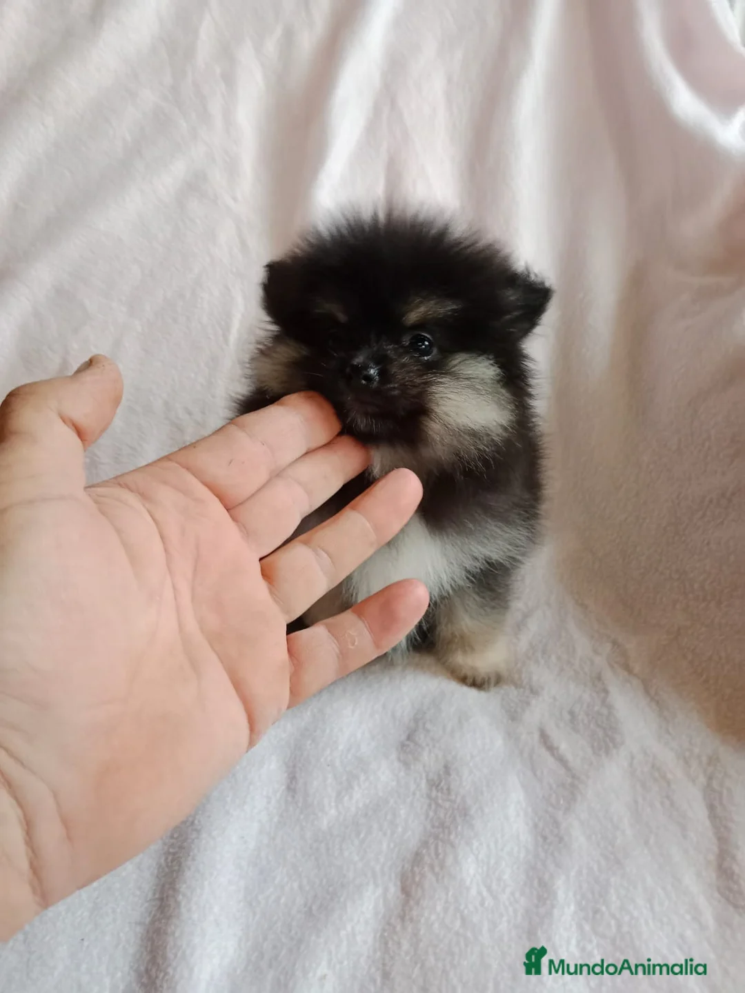 Pomerania perros en venta: Pomerania machos y hembras disponibles  en Granada - Anuncio 9