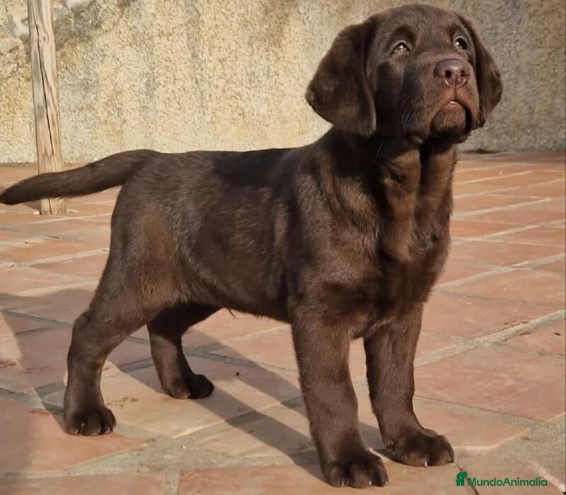 Labrador Retriever perros en venta: labrador chocolate  - Anuncio 1