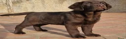 Labrador Retriever perros en venta: labrador chocolate  - Anuncio 1
