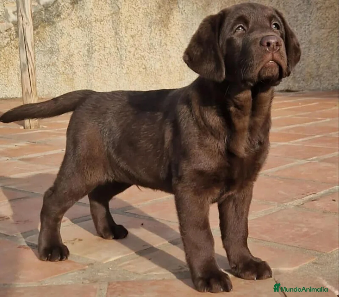Labrador Retriever perros en venta: labrador chocolate  - Anuncio 1