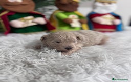 Maltipoo perros en venta: MALTIPOO MACHO - Anuncio 1