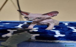 Sphynx gatos en venta: Machito sphynx  - Imagen 5