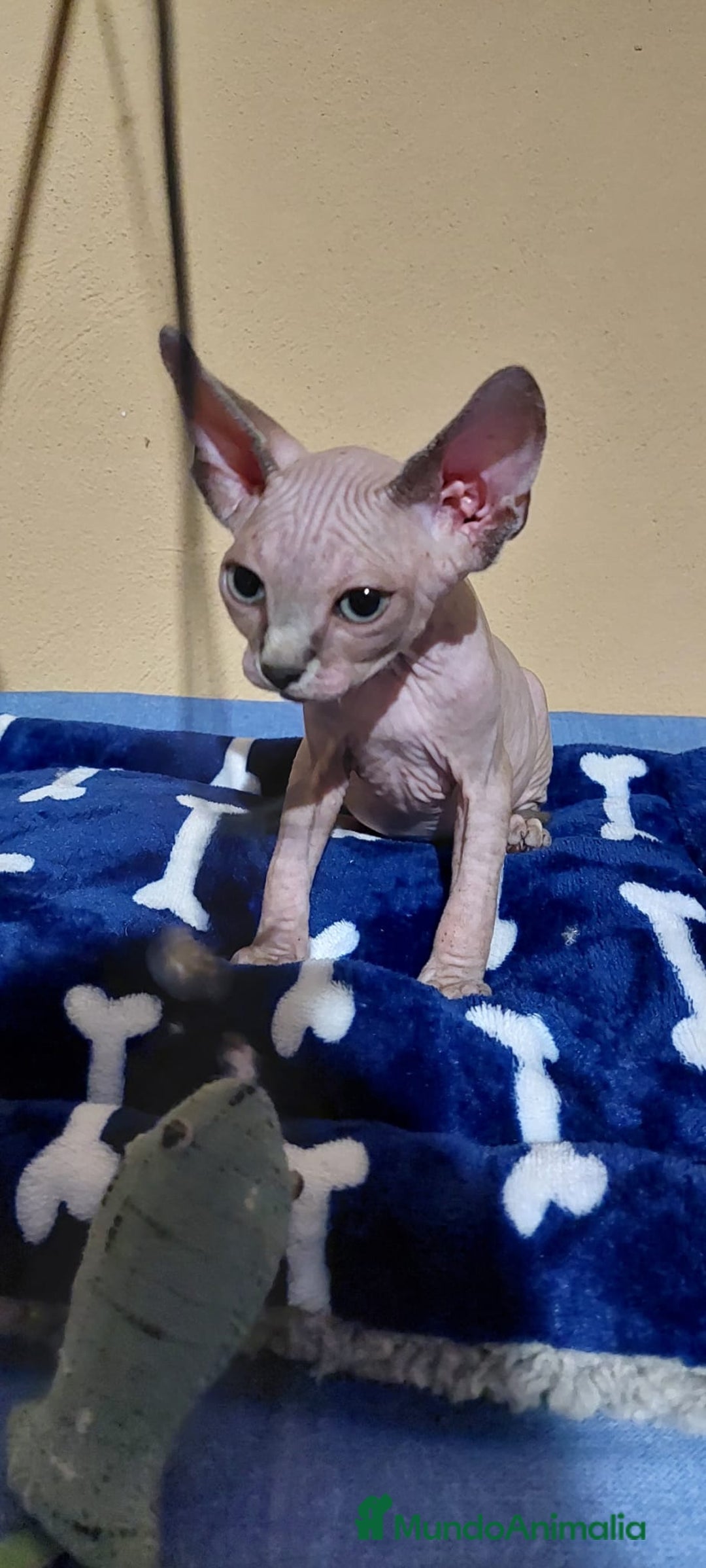 Sphynx gatos en venta: Machito sphynx  - Imagen 5